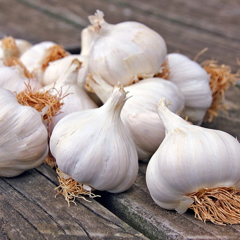 Spring Planting Garlic Collection - Image 3