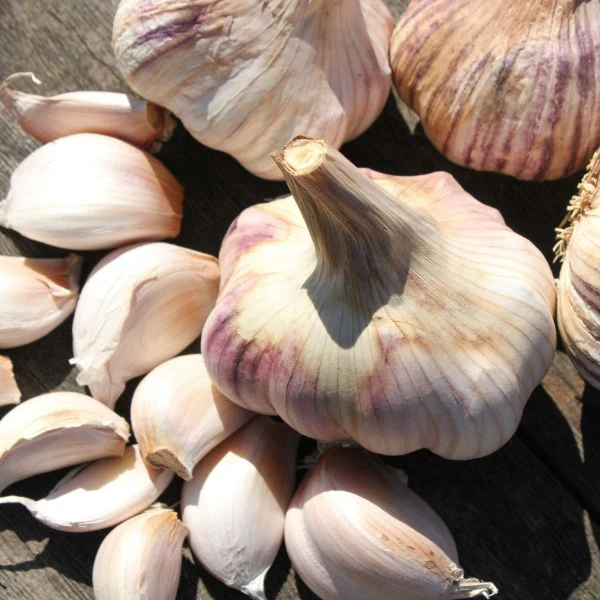 Garlic Rose Wight Bulbs - Image 2
