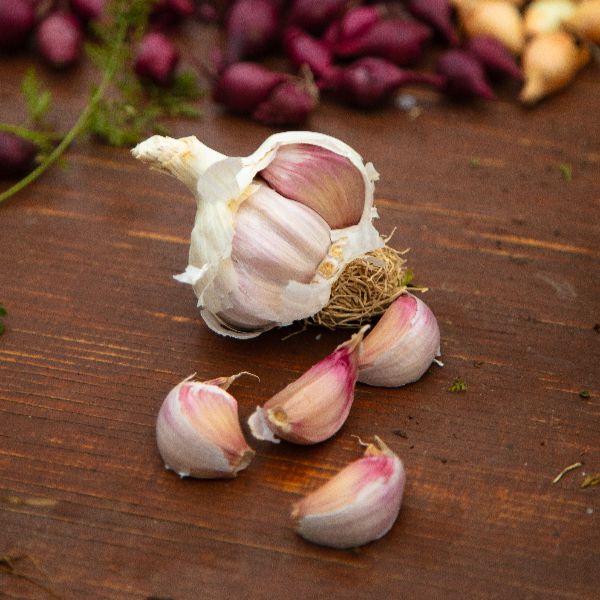 Garlic Rose Wight Bulbs - Image 3