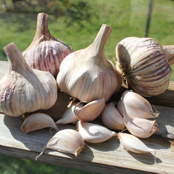 Garlic Rose Wight Bulbs - Image 4