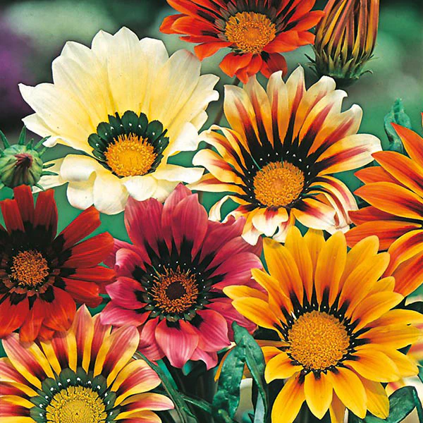Gazania Sunshine Mixed Seeds - Image 3
