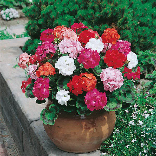 Geranium Mr F's Mophead Selection Mixed F1 Seeds - Image 3