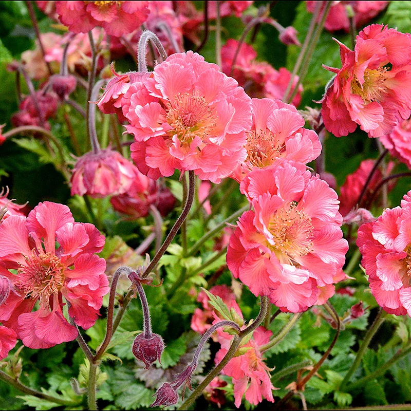 Geum Pink Petticoats Flower Plants