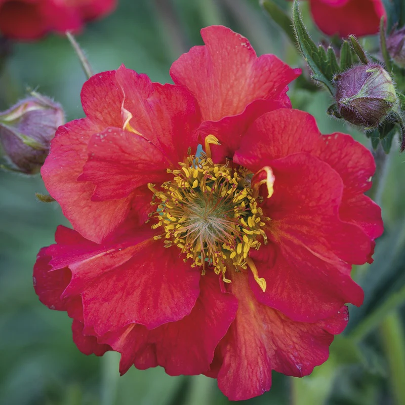 Geum Young plant Collection - Image 2