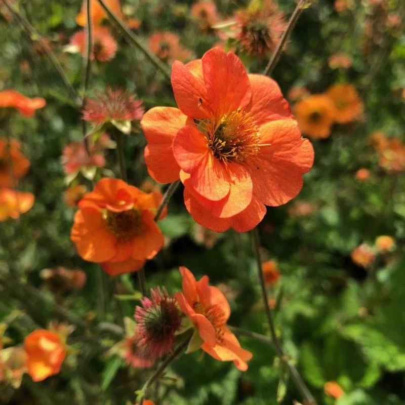 Geum Totally Tangerine Flower Plants - Image 2