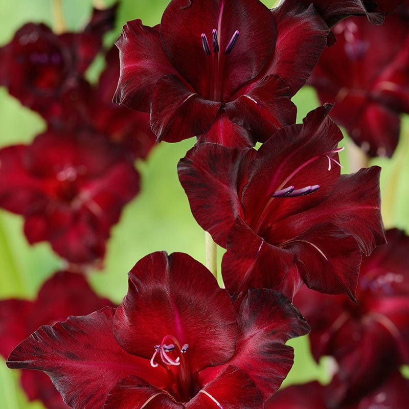 Gladioli Flower Bulb Collection - Image 2