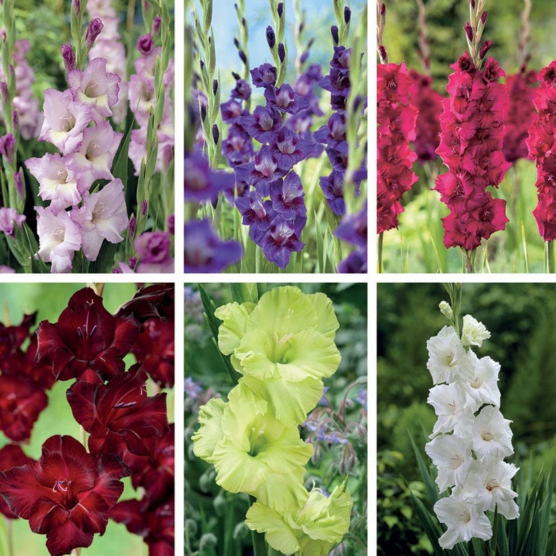 Gladioli Flower Bulb Collection - Image 4