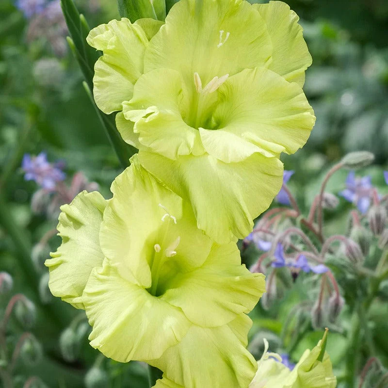 Gladioli Flower Bulb Collection