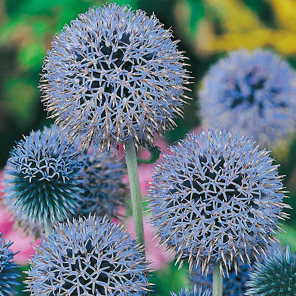 Globe Thistle Seeds - Image 3