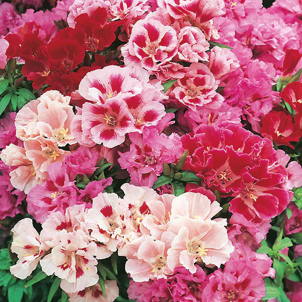 Godetia Azalea Flowered Mixed Seeds - Image 3