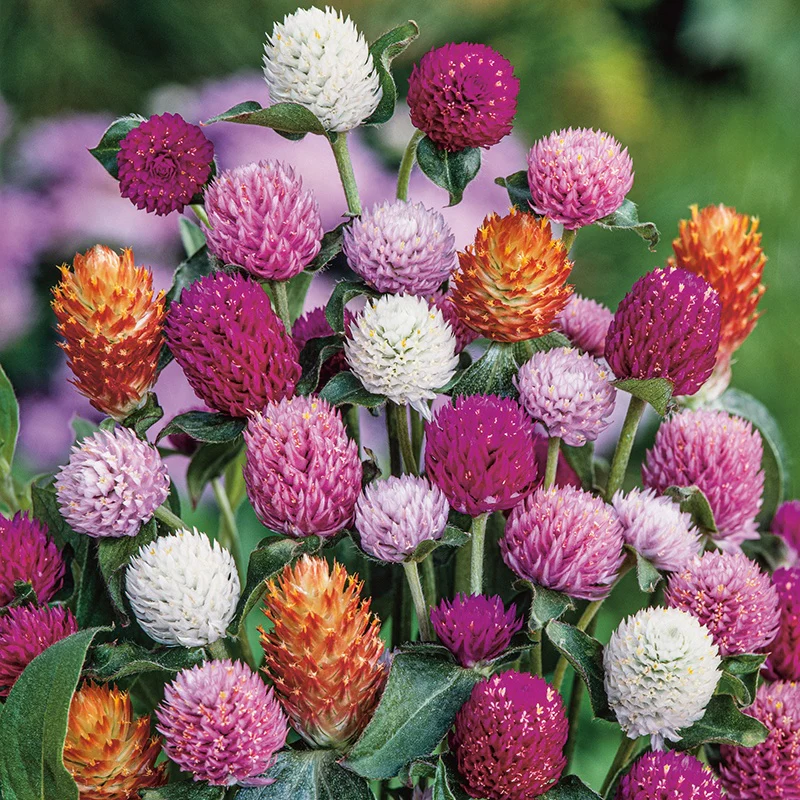 Gomphrena Mixed Flower Seeds - Image 3