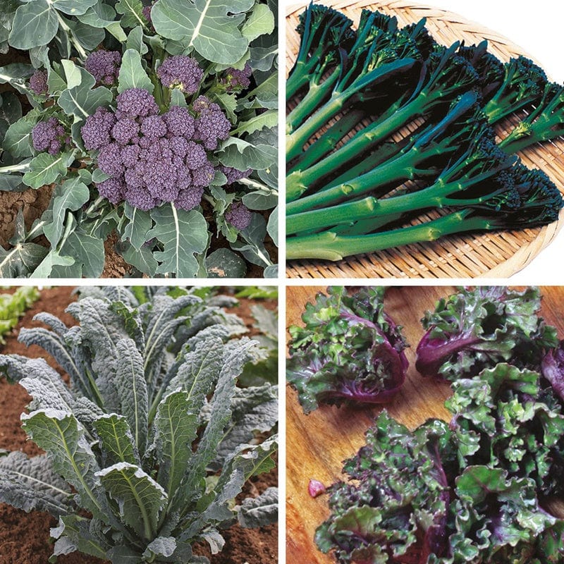 Gourmet Brassica Plant Collection