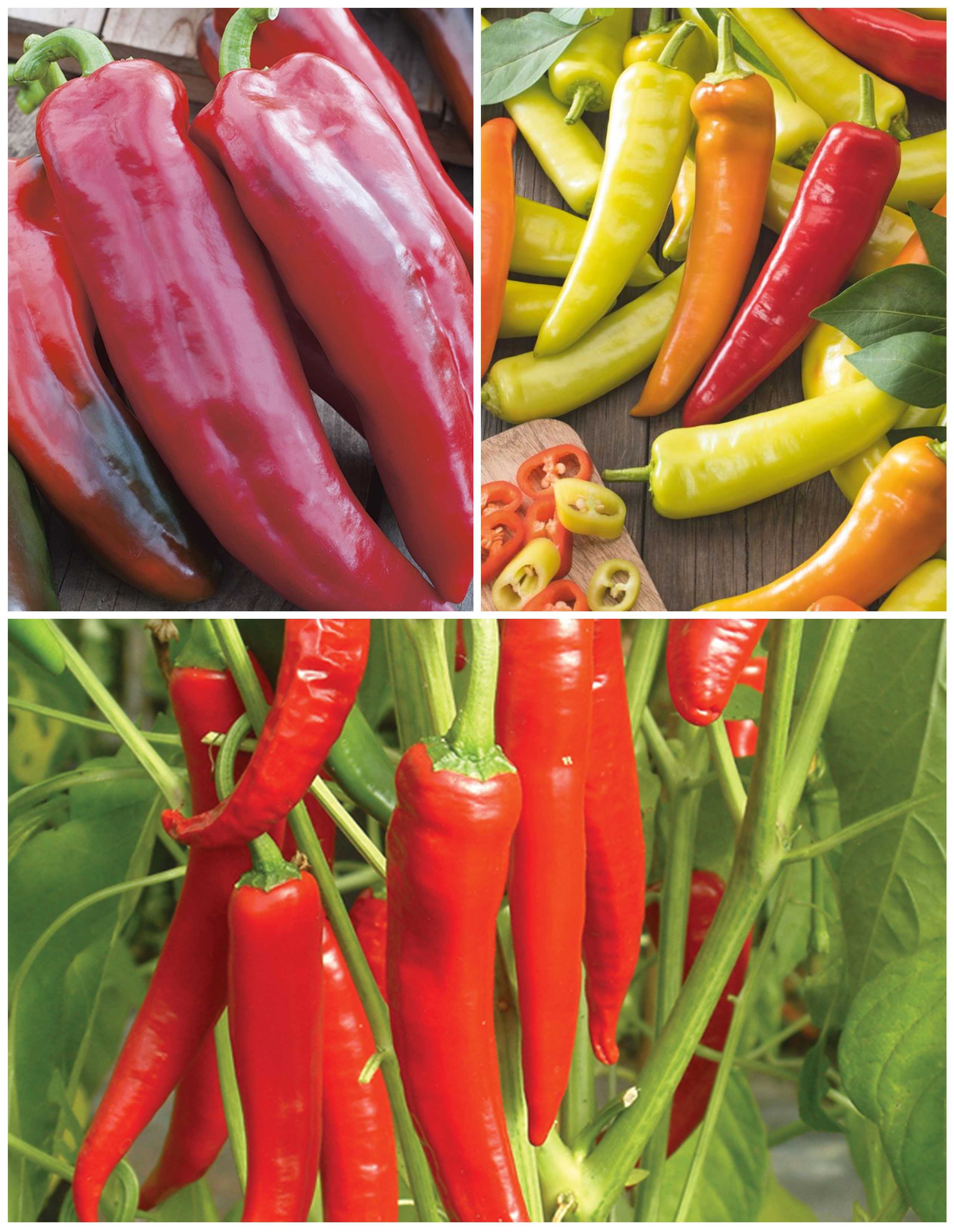 Chilli & Pepper Grafted Vegetable Plants Collection