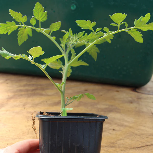 Chilli & Pepper Grafted Vegetable Plants Collection - Image 2