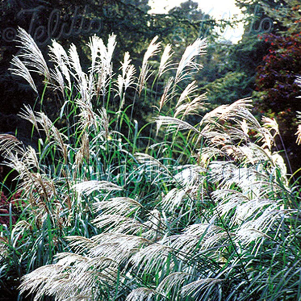 Grass Early Hybrids - Image 3