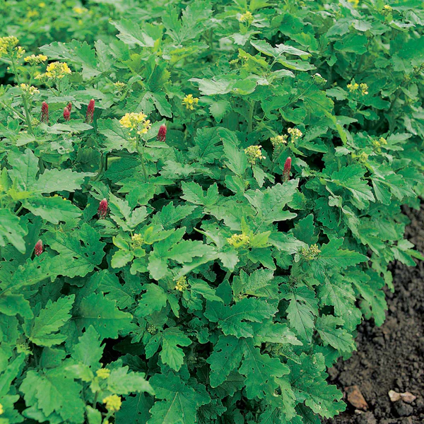 Green Manure Autumn/Winter Mix Seeds - Image 3