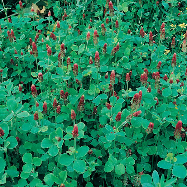 Green Manure Crimson Clover - Image 4
