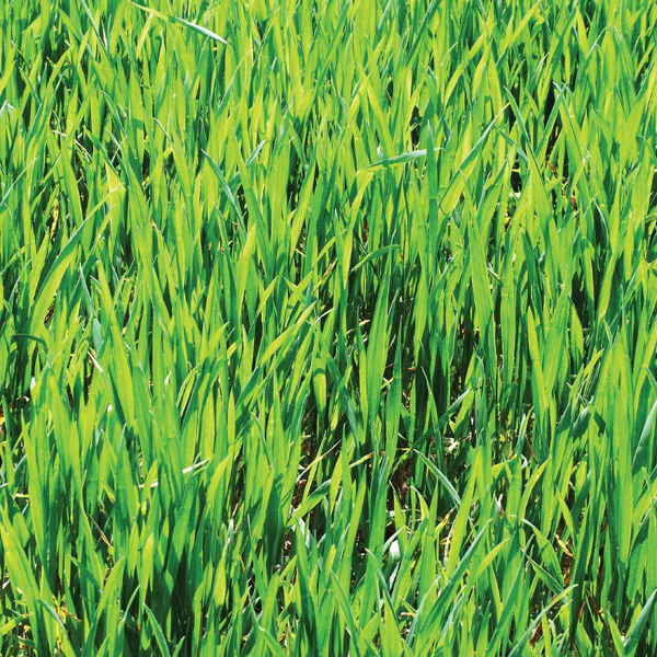 Green Manure Winter Rye - Image 3