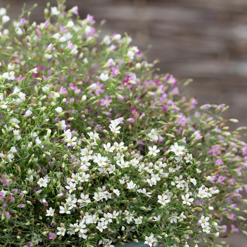 Gypsophila Cotton Candy Mix Seeds - Image 3