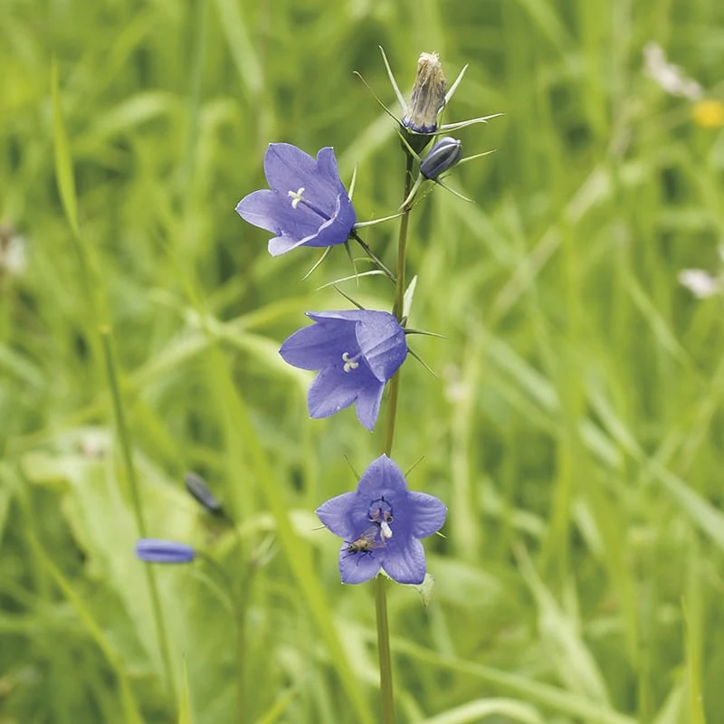 Harebell Flower Plants