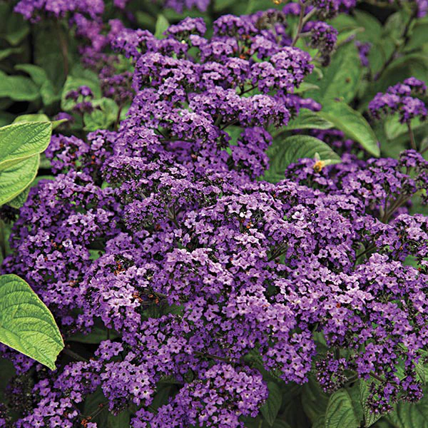 Heliotrope Midnight Sky Flower Plants