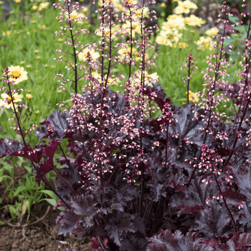 Heuchera Forever Purple