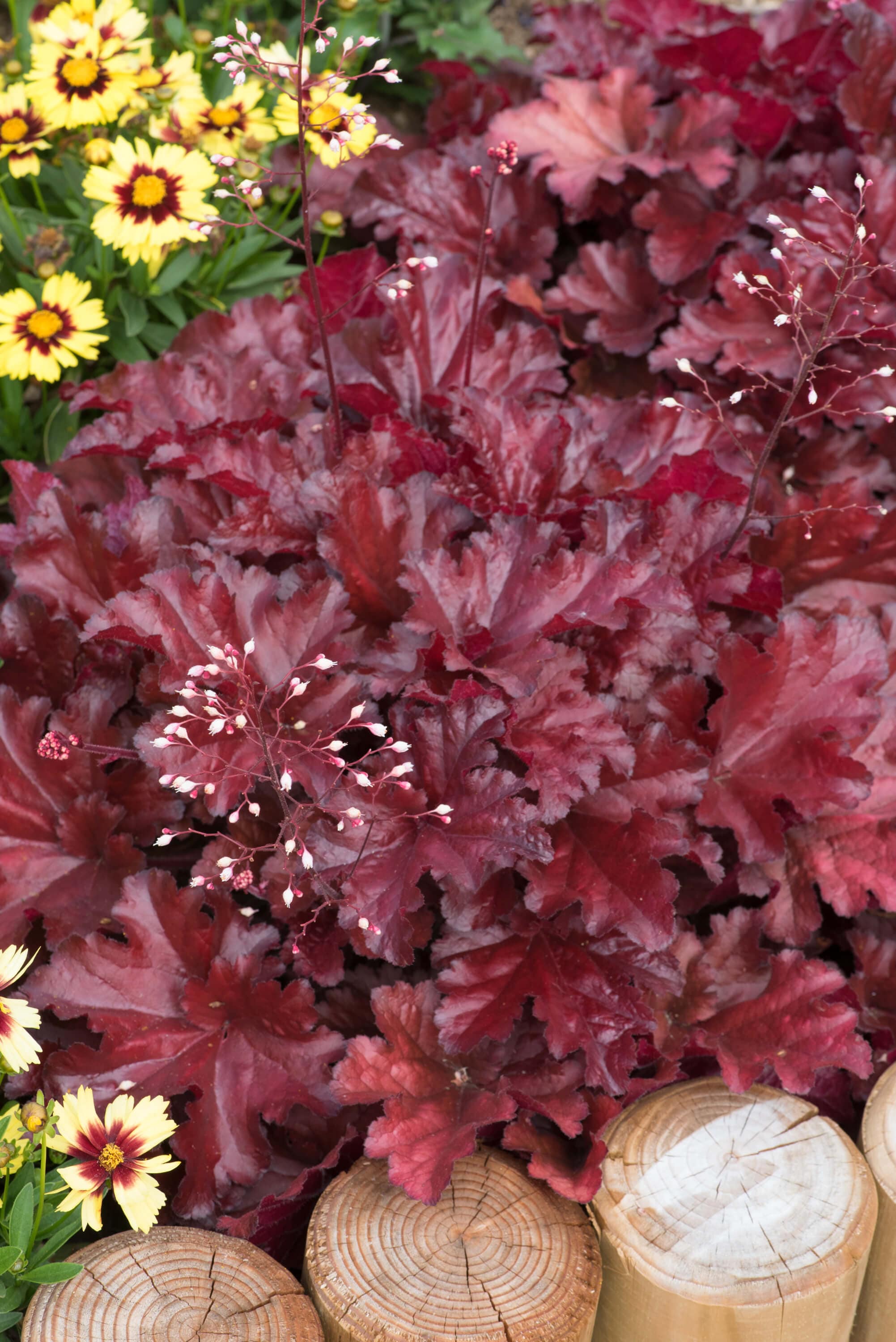 Heuchera Forever Red Flower Plants - Image 2