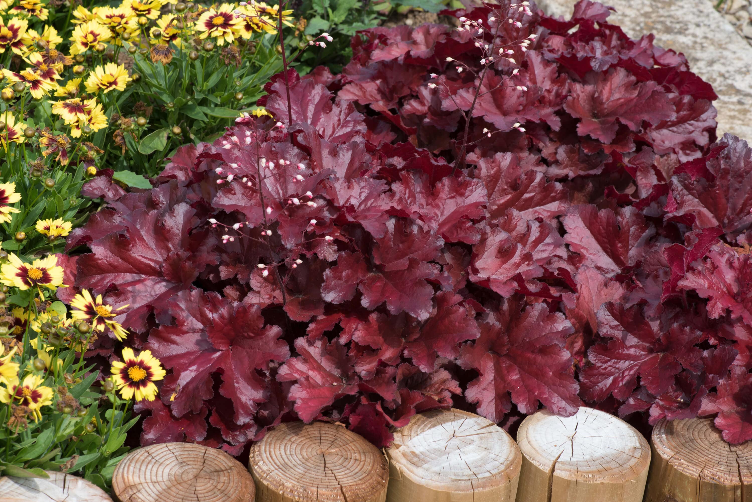 Heuchera Forever Red Flower Plants - Image 3