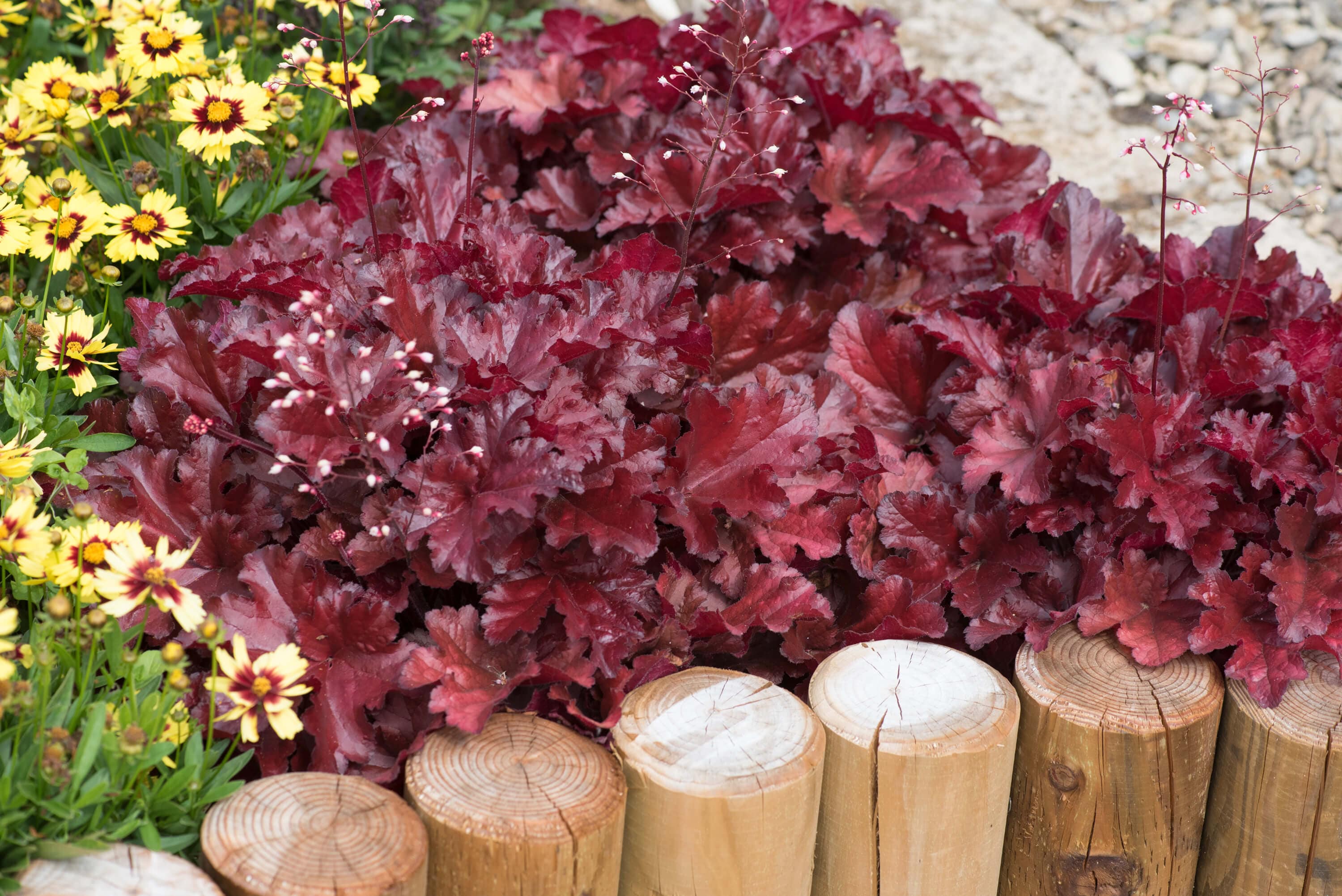 Heuchera Forever Red Flower Plants - Image 4