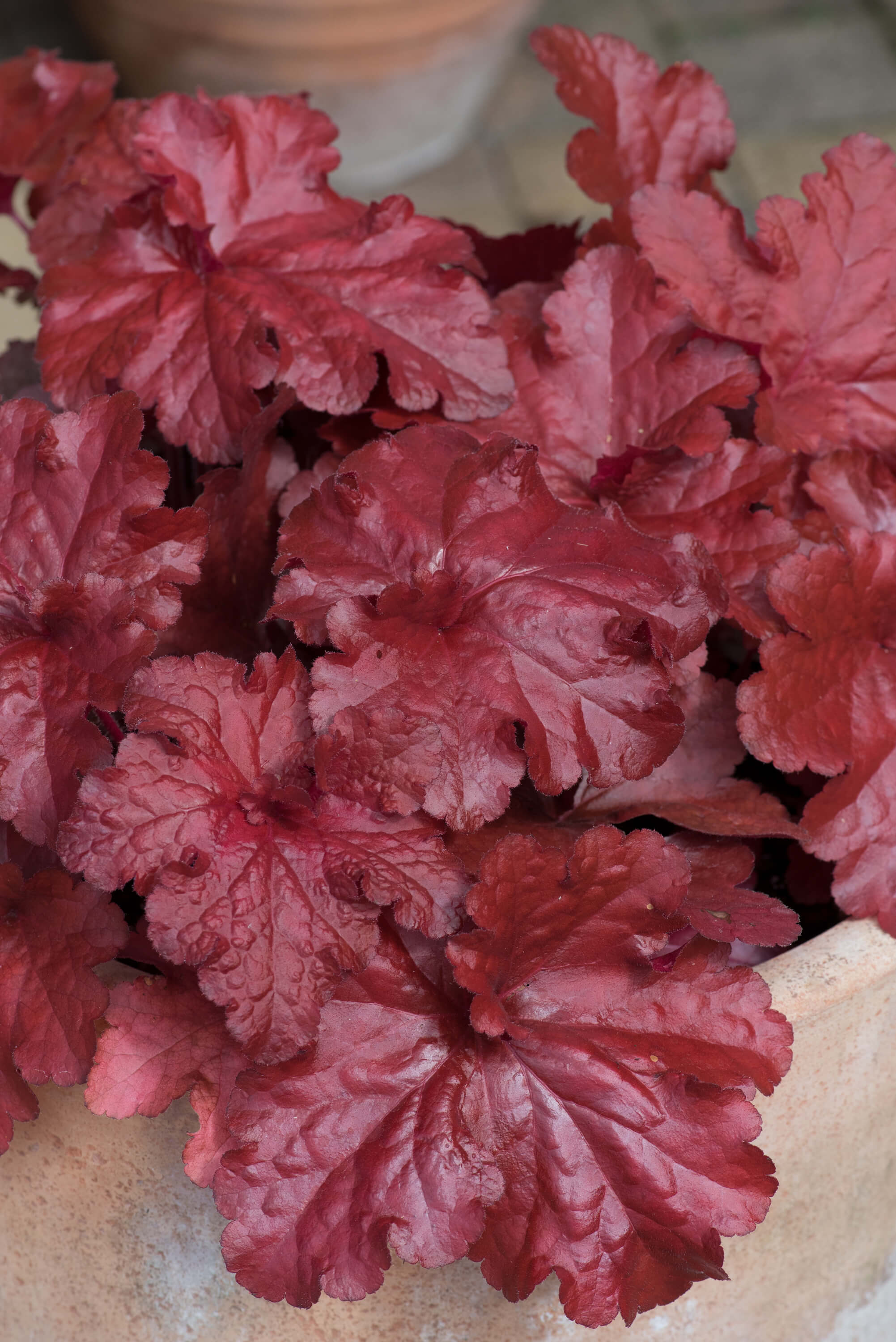 Heuchera Forever Red Flower Plants - Image 5