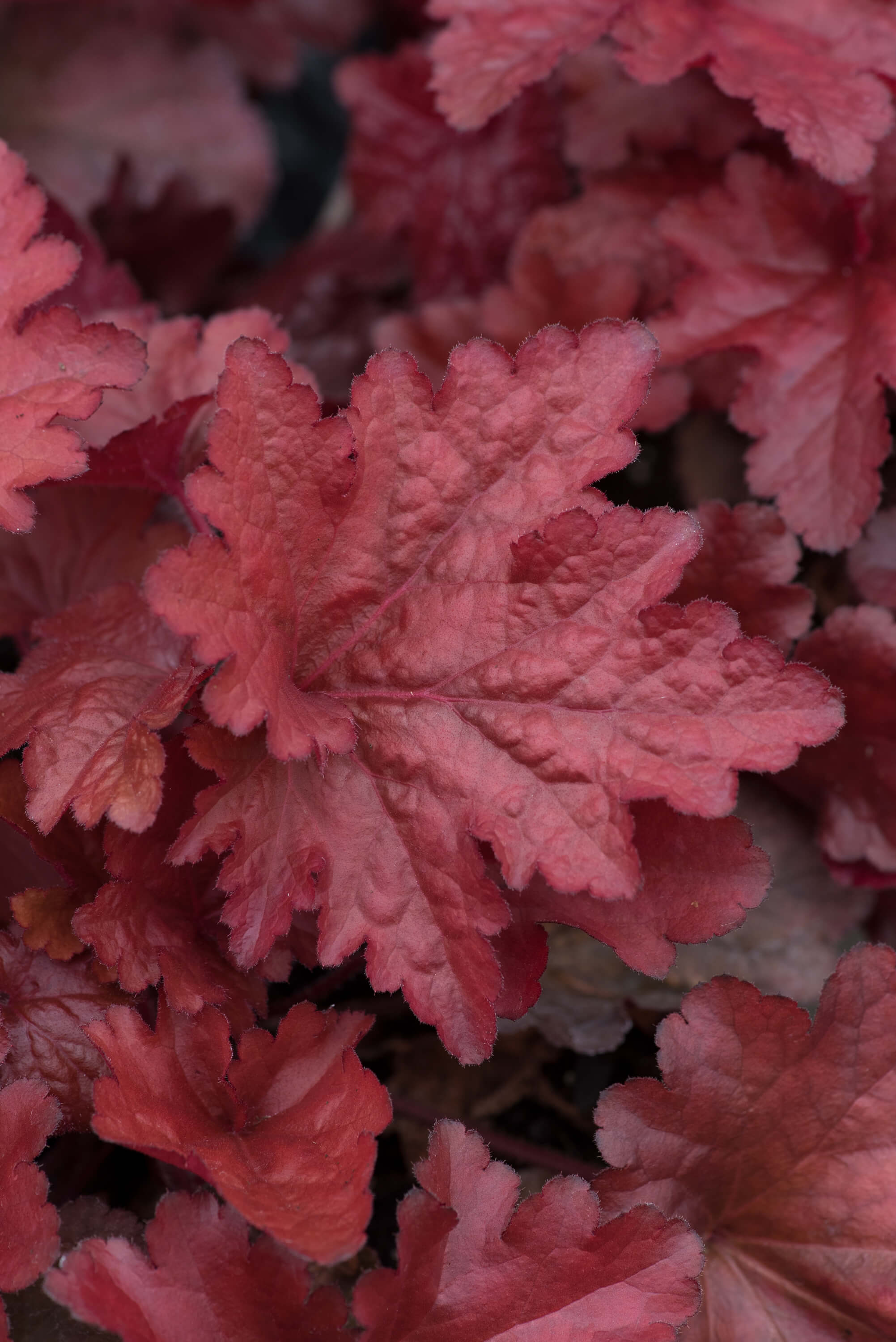 Heuchera Forever Red Flower Plants - Image 6