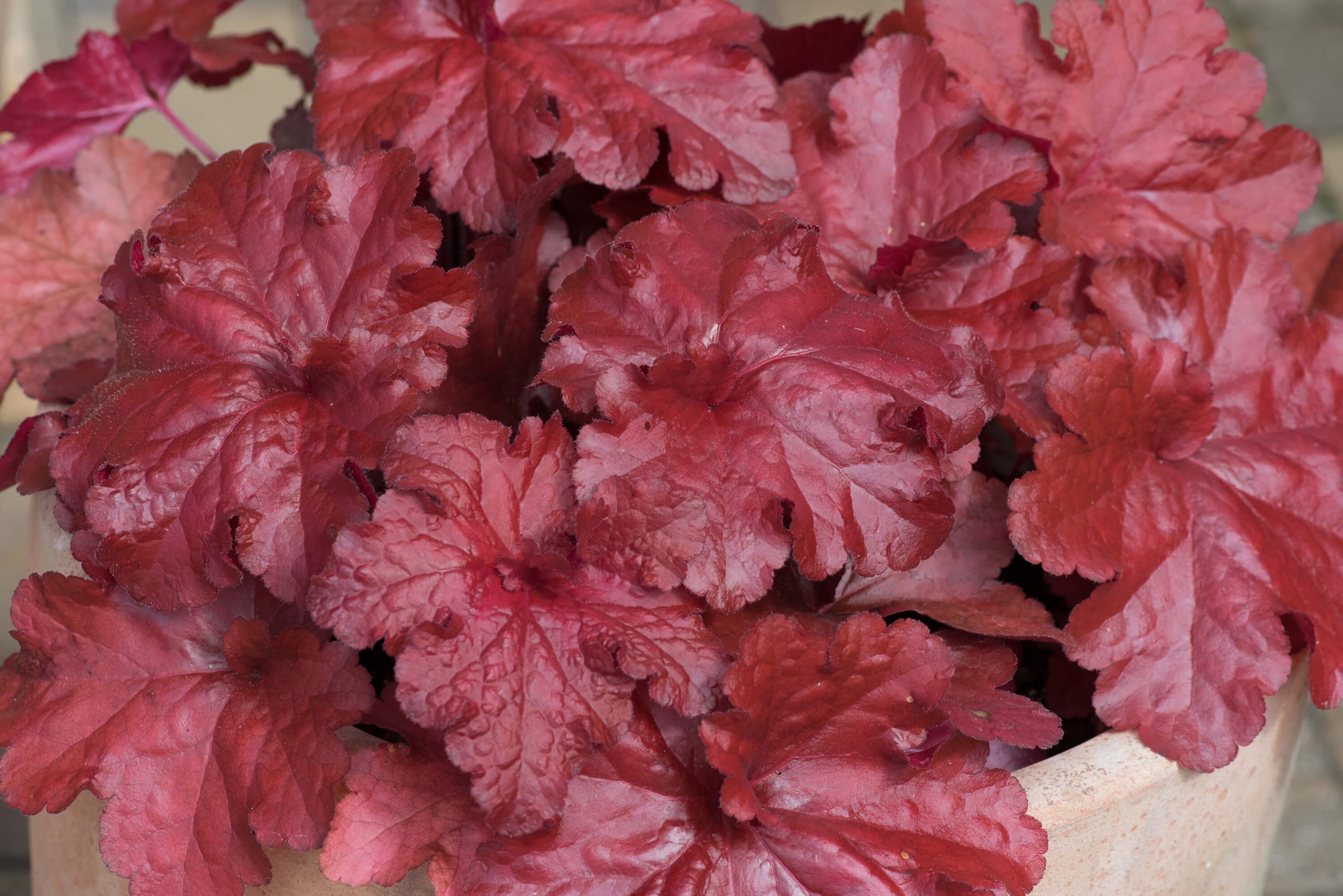 Heuchera Forever Red Flower Plants - Image 7