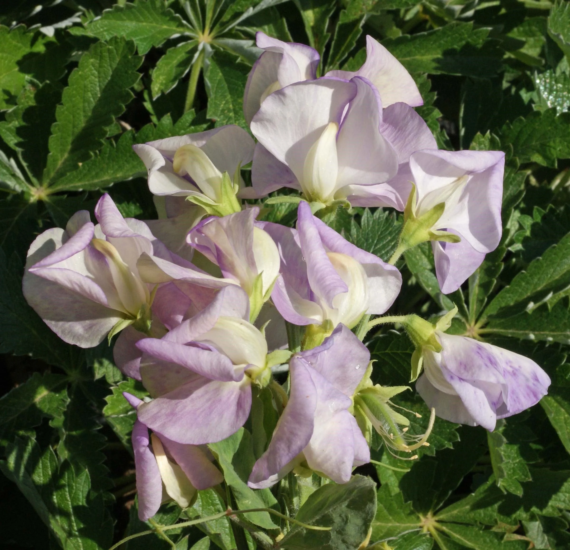 Sweet Pea High Scent Seeds - Image 3