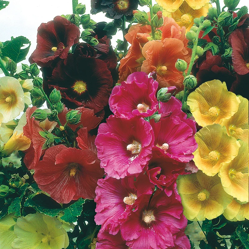 Hollyhock Giant Single Mixed - Image 3