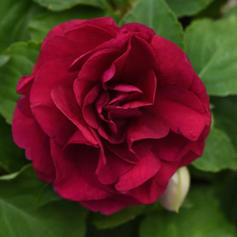 Impatiens Glimmer Burgundy - Image 2