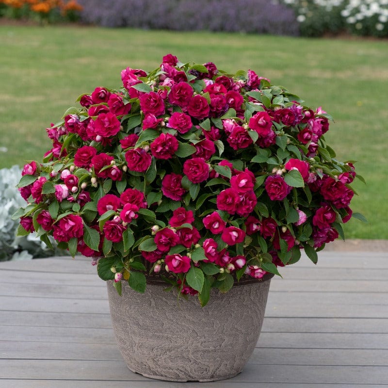 Impatiens Glimmer Burgundy - Image 3