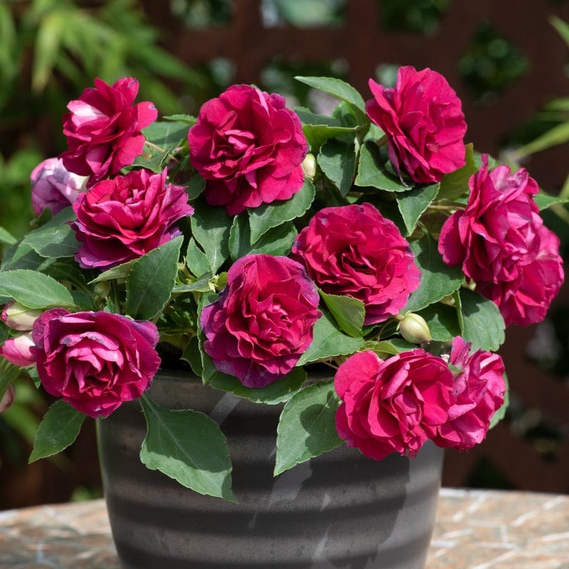 Impatiens Glimmer Burgundy - Image 4