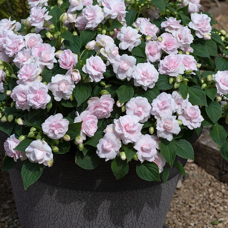 Impatiens Glimmer Collection - Image 2
