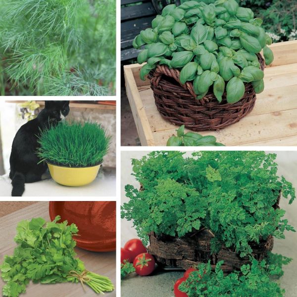 Indoor Bundle