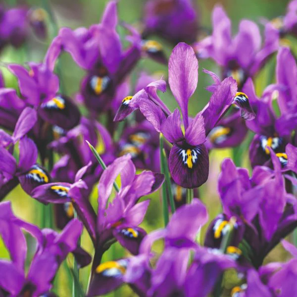 Iris Reticulata 60 Bulb Collection - Image 3