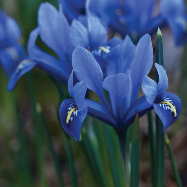 IRIS Reticulata 80 bulb Collection - Image 4