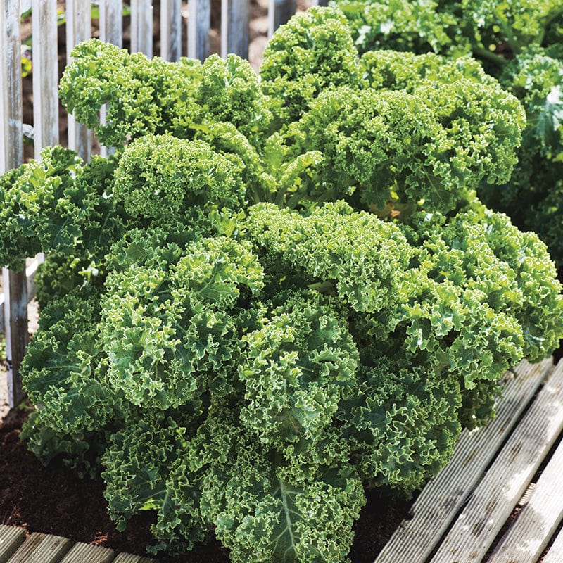 Kale Dwarf Green Curled Seeds - Image 3