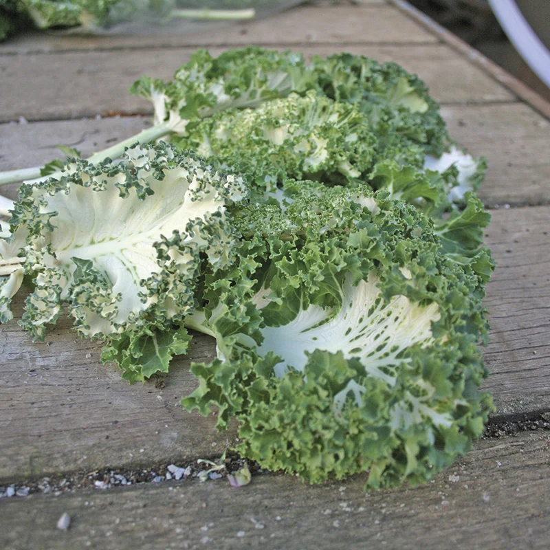 Kale Emerald Ice Seeds - Image 3