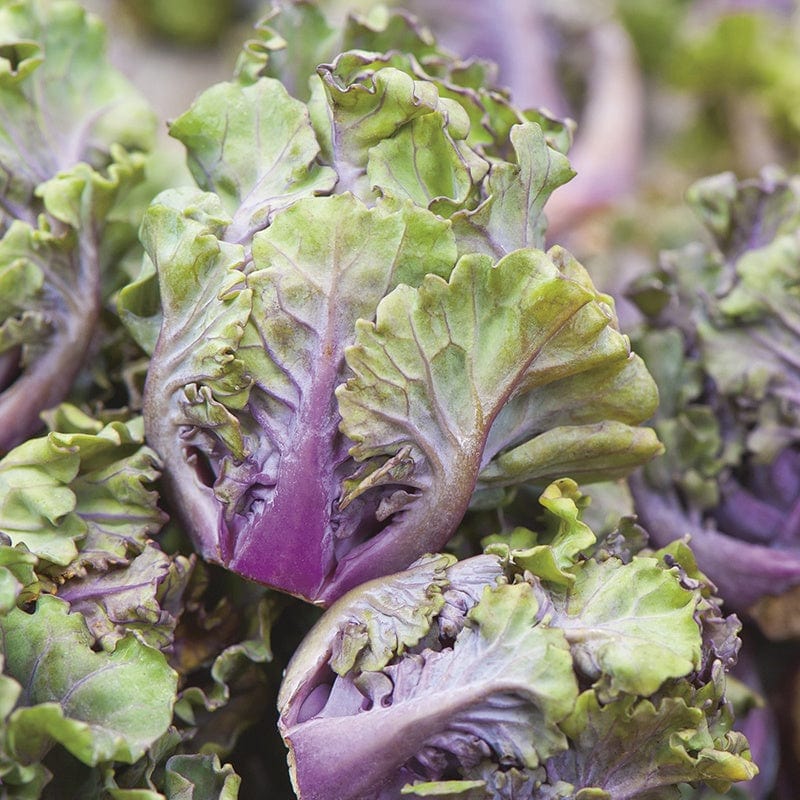 Kalettes Mixed F1 - Image 2