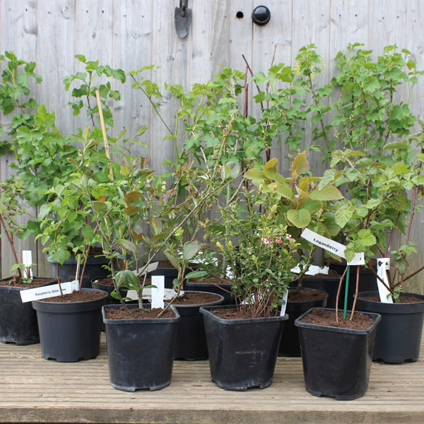 Kiwi Jenny Fruit Plant - Image 2