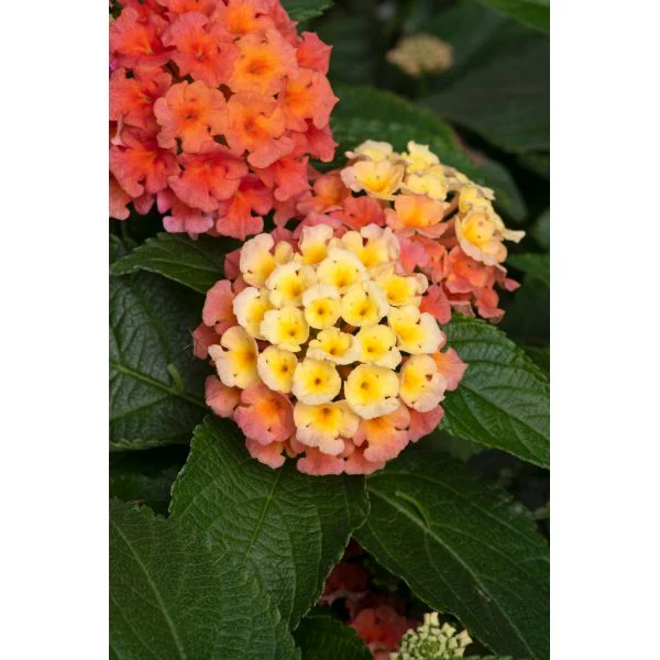 Lantana Bloomify Flower Plants Collection - Image 2