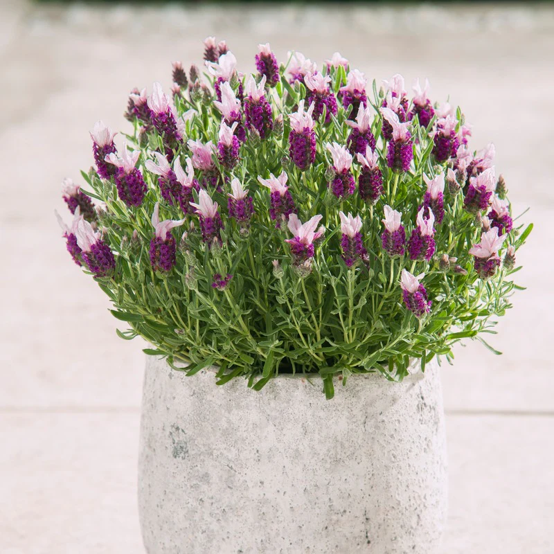 Lavandula stoechas (French) Collection 9 Young Plants - Image 2