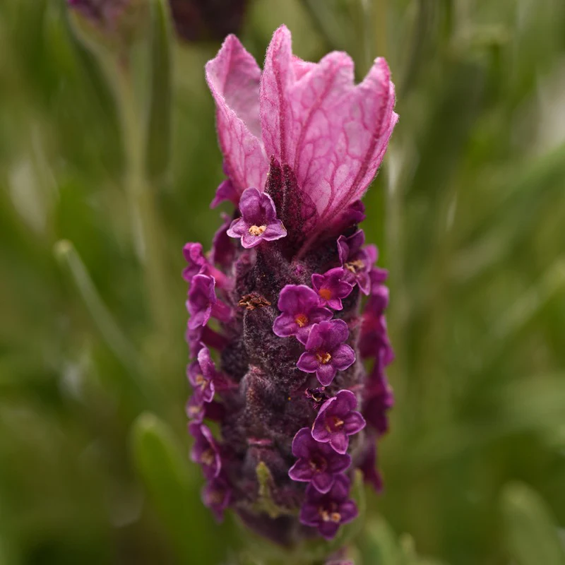 Lavandula stoechas (French) Collection 9 Young Plants - Image 4