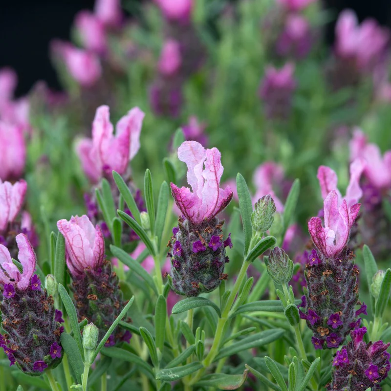 Lavandula stoechas (French) Collection 9 Young Plants - Image 6