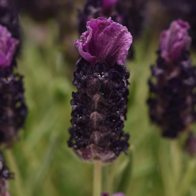Lavandula stoechas (French) Collection 9 Young Plants - Image 7